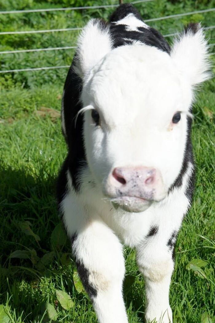 My Sister's New Calf, Her Name Is Moo