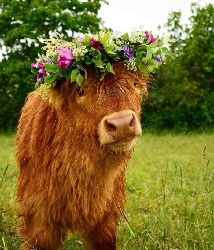 Highland Calf With A Flower Garland