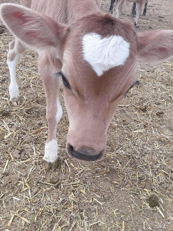 Smol Moo