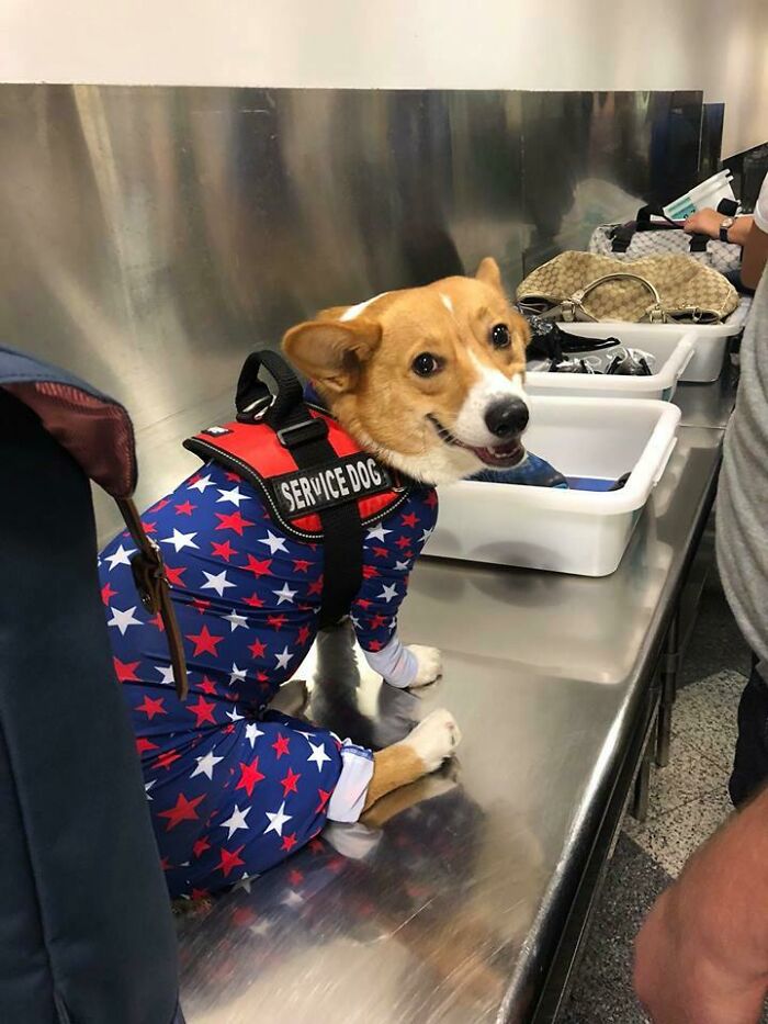 Cheddar Was The Happiest Boy In The Security Line