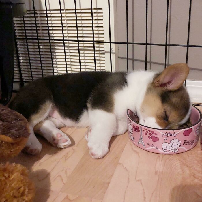 Zelda Fell Asleep Eating Her Dinner