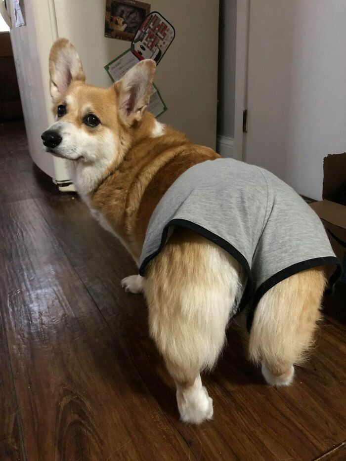 My Corgi Is Proud To Be A "Thicc Boi"