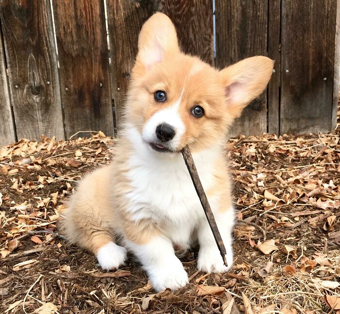 Baby George Barks Softly, But Carries A Big Stick