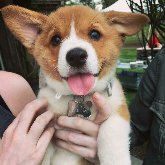 I Proposed To My Girlfriend Yesterday With A Corgi Puppy
