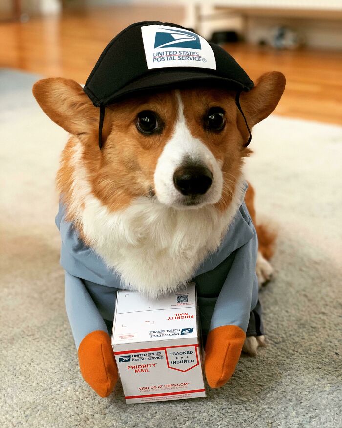 Our Little Corgi Is Here To Delivery You Some Smiles