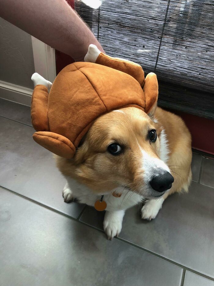 This Turkey Disapproves Of The Turkey Hat