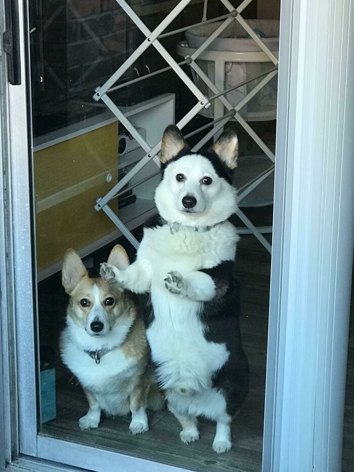 They Make It So Hard To Leave For Work