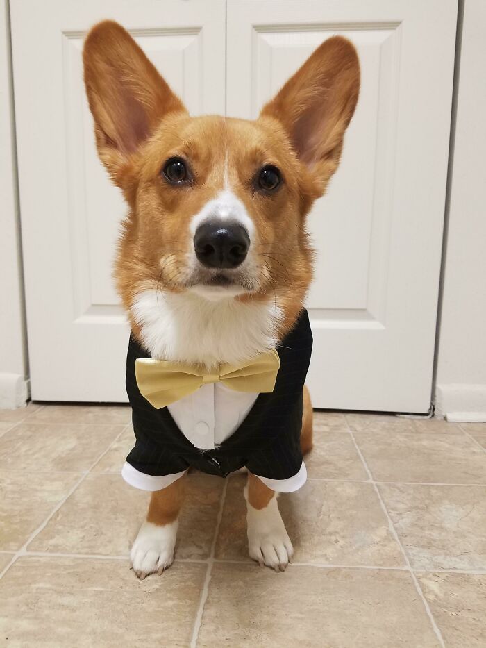 The Most Adorable Ring Bearer/Best Man