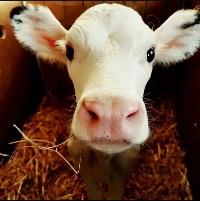 Look How Photogenic Our Cute Little Calf Is
