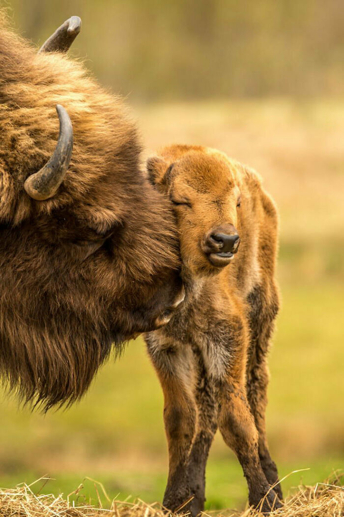 Cute Bison Calf Getting Some Love From Mother
