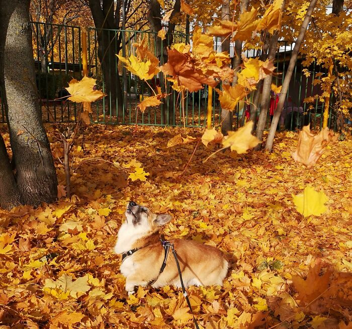 Tried To Make Funny Autumn Shot With Fry. Got Majestic Result