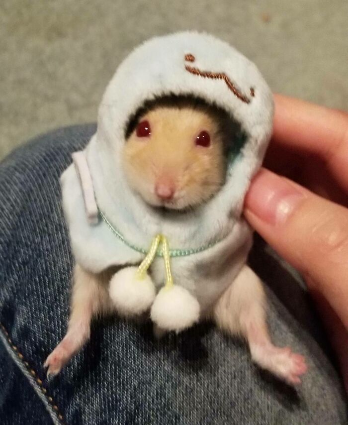 Andy The Hamster Wearing A Poncho