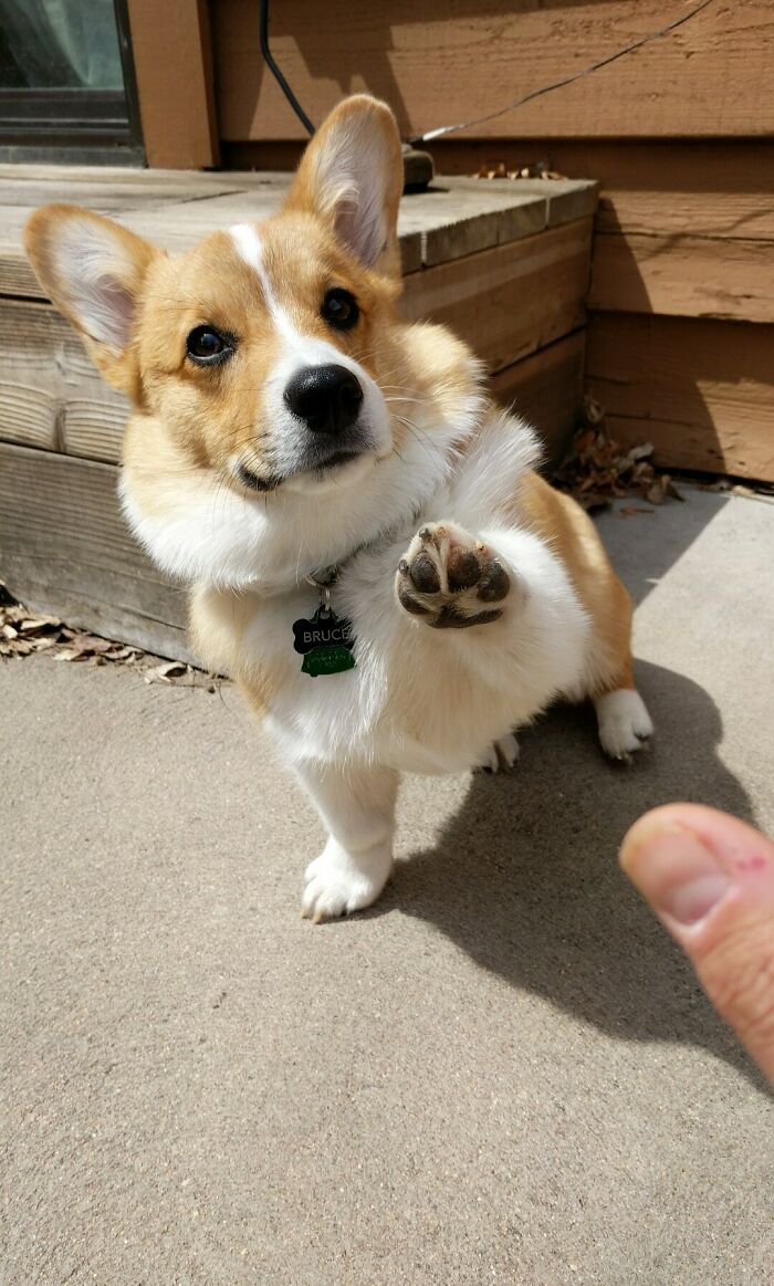 This Is Bruce. He Loves High 5s And Pupperoni