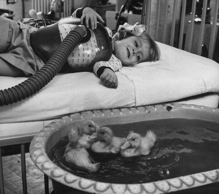 Primeros usos de terapia animal: patitos animando a una niña en terapia respiratoria por la polio, en 1956