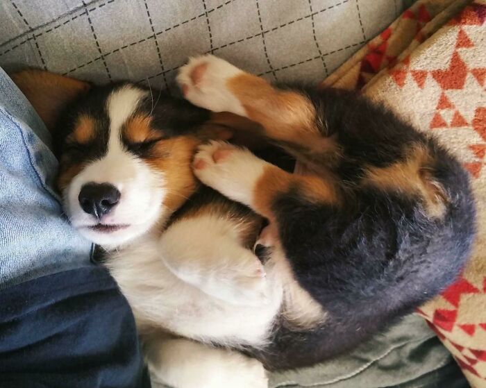 Even For A Corgi, How Is That Comfortable?