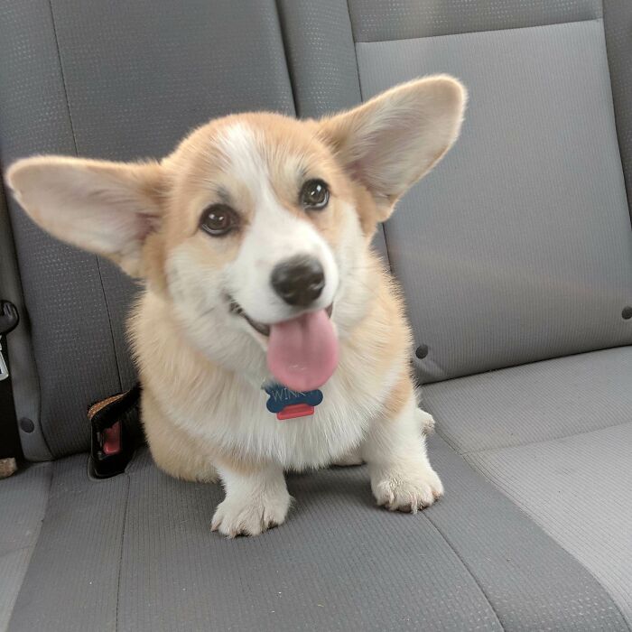 We Thought We Had A Corgi Puppy, But Apparently She's Just Baby Yoda In Disguise