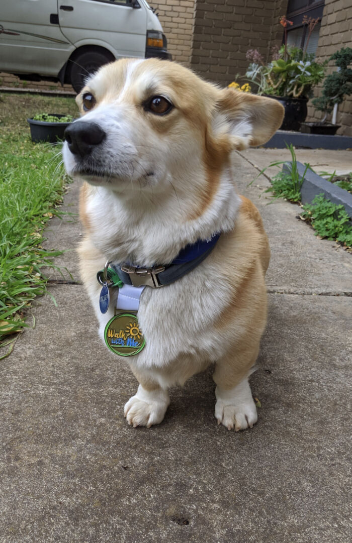 Benny Is A Good Boy Who Got A Medal For Doing A Charity Walk