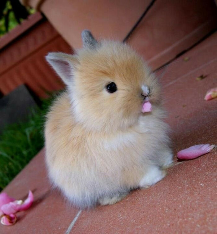 Cute Bunny