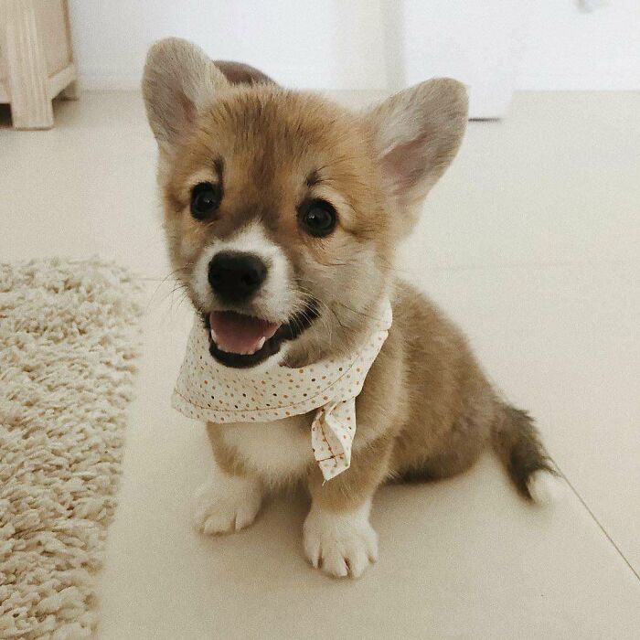 Maple Just Loves Her Little Scarf