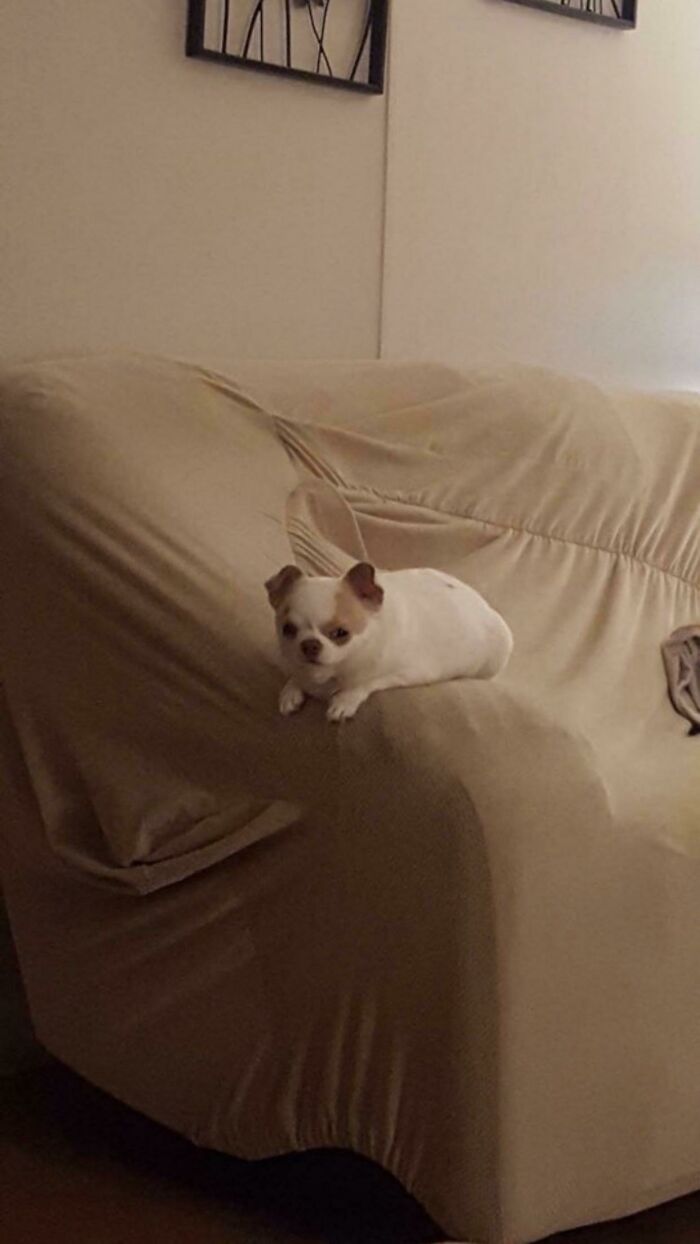 This Tiny Unit Of A Dog I Found In My Camera Roll From 2016