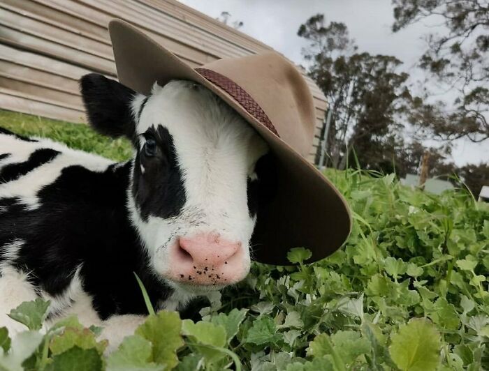 Just A Calf With A Hat