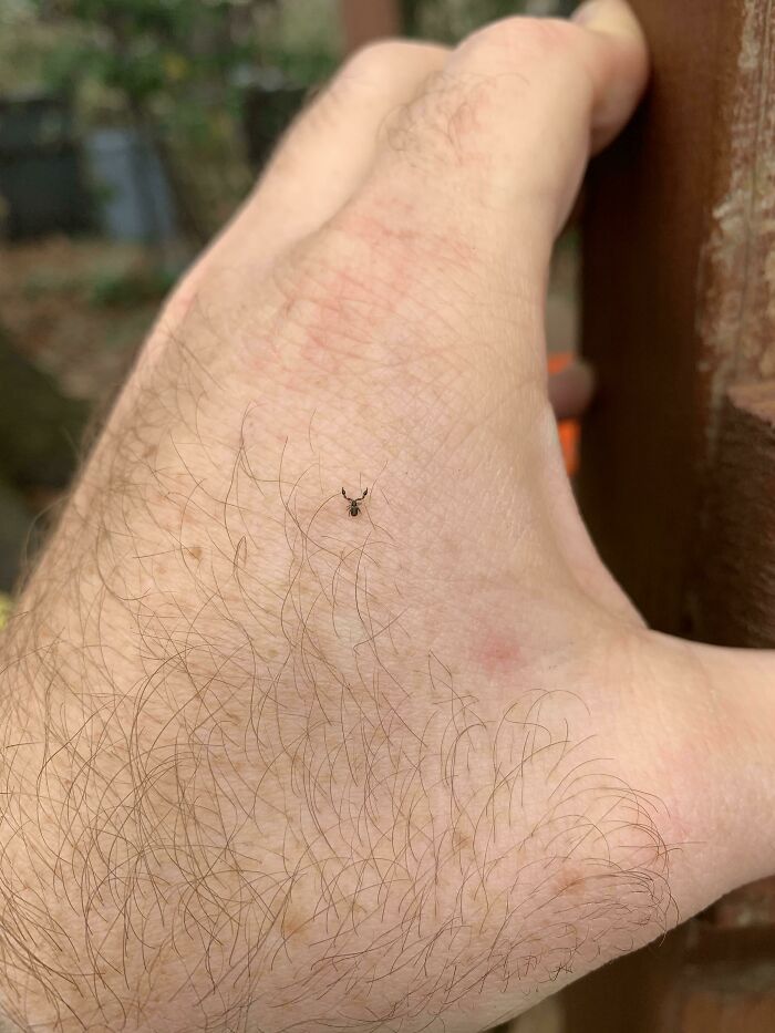 My Husband Found A Tiny Scorpion