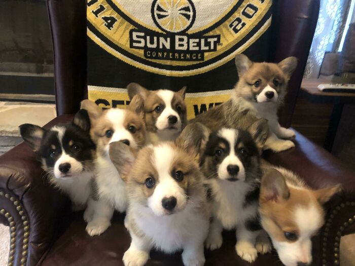 Trying To Get 7 Corgi Babies To Be Still And Look At The Same Time!
