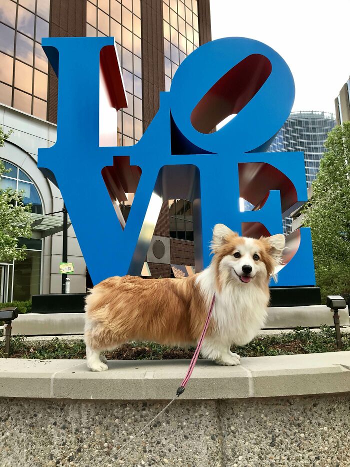 All You Need Is Love... And A Corgi