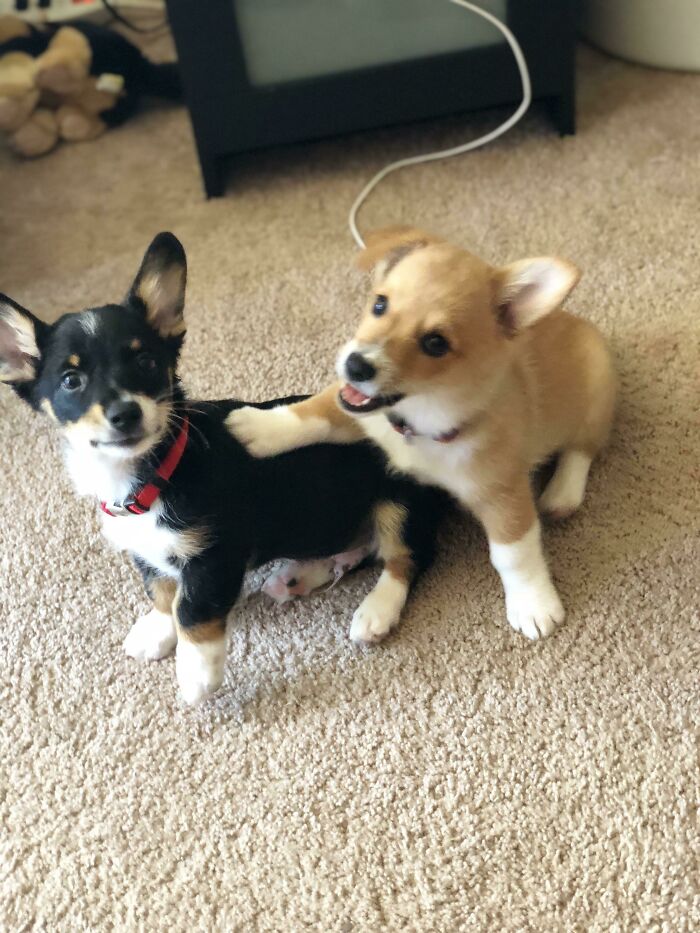 Nugget (Left) Is Our Dog Kuma’s (Right) Brother And They Love Their Puppy Play-Dates!