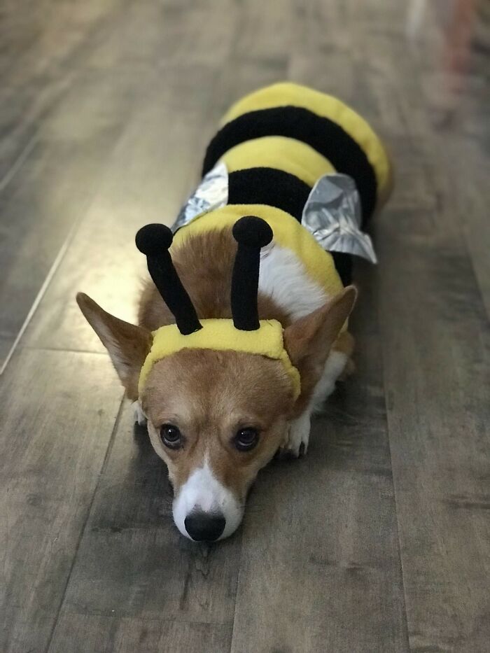 Grav-Bee Is Ready For Halloween