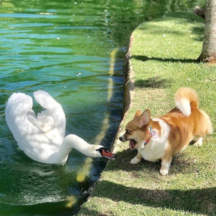 Corgi Meeting A Swan
