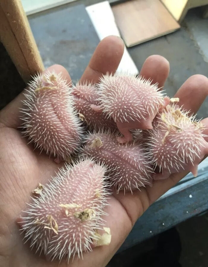 Tiny Spiky Units
