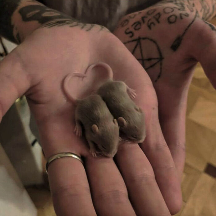 Mouse Babies