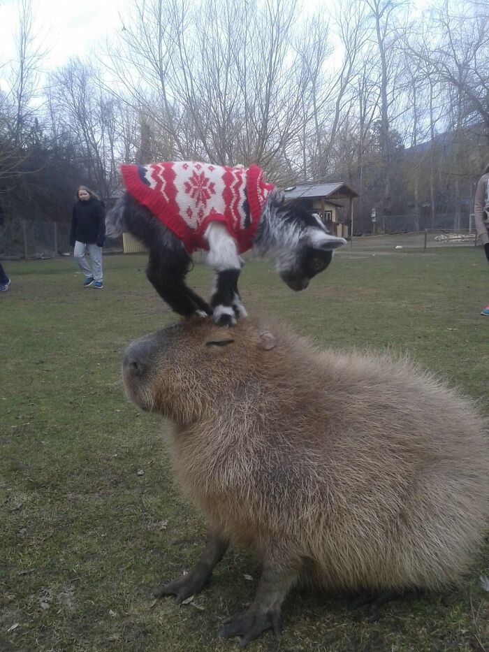 A Baby Goat Standing On A Capybara