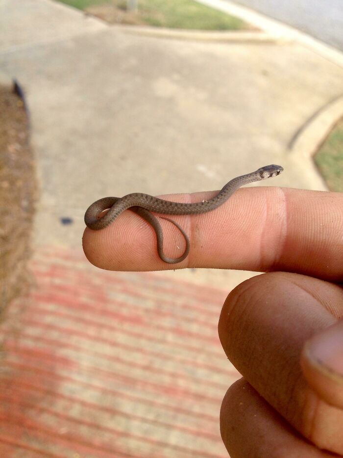 The Smallest Snek I’ve Ever Found In The Wild