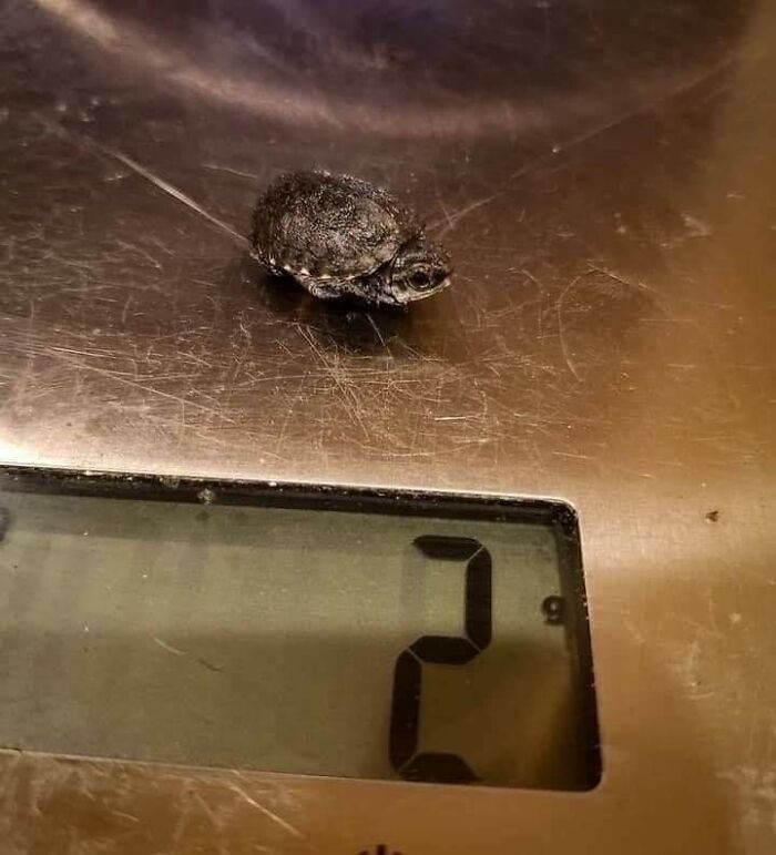 Not My Picture. Cute Lil Two Gram Boi