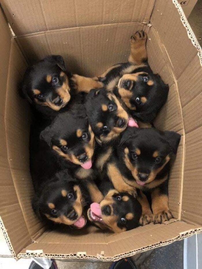 All Da Puppies