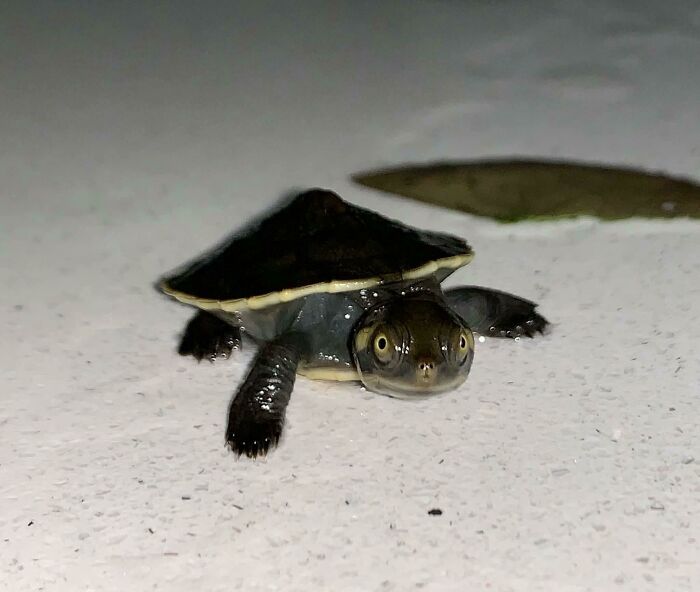 Meet My Friends Turtle, Squirt