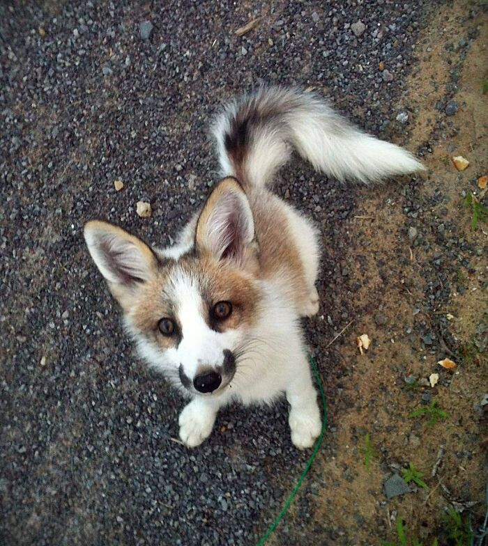 Baby Marble Fox