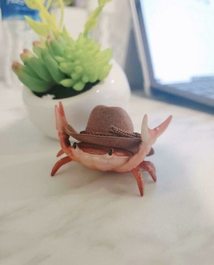 One Dashingly Handsome Crab