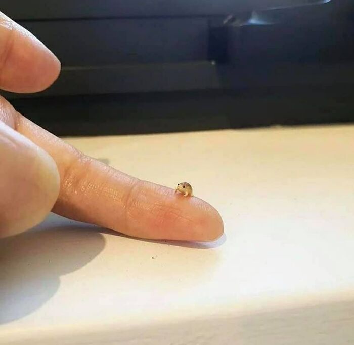 Illegaly Smol Frog