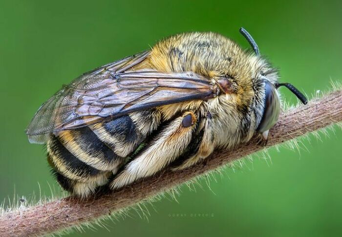 Does A Cute Sleeping Bee Count For This Community?