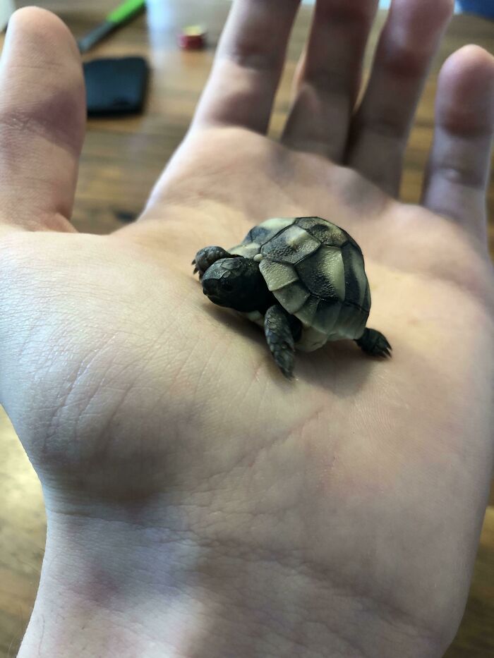Tiny Unit In My Hand