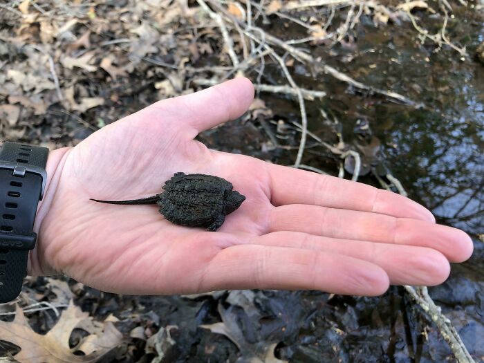 Baby Bowser Was In A River And Being Swept Out To Sea. Safely Relocated Him/Her To A Freshwater Pond