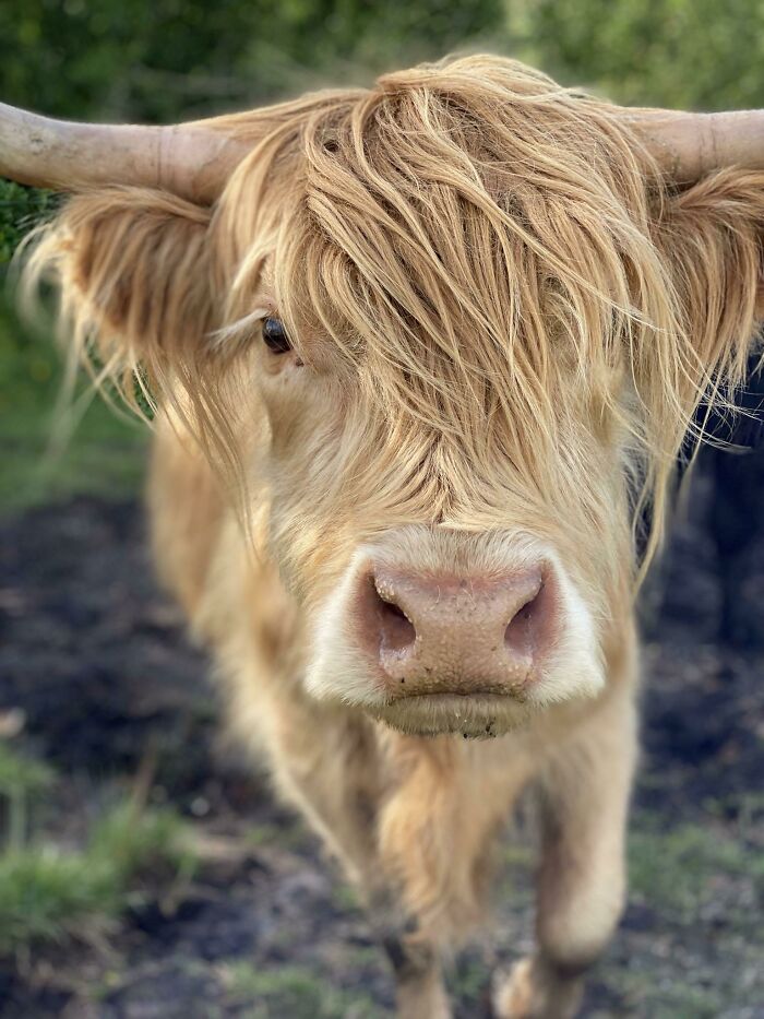 Just A Cute Cow