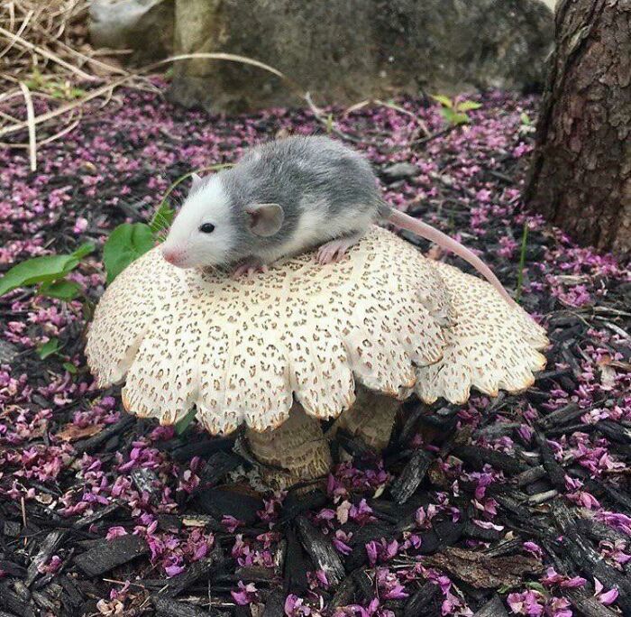 Small Rat Unit Guards Mushroom