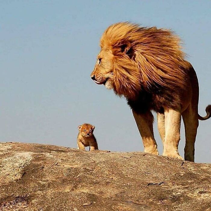 This Tiny Lion Cub With His Dad