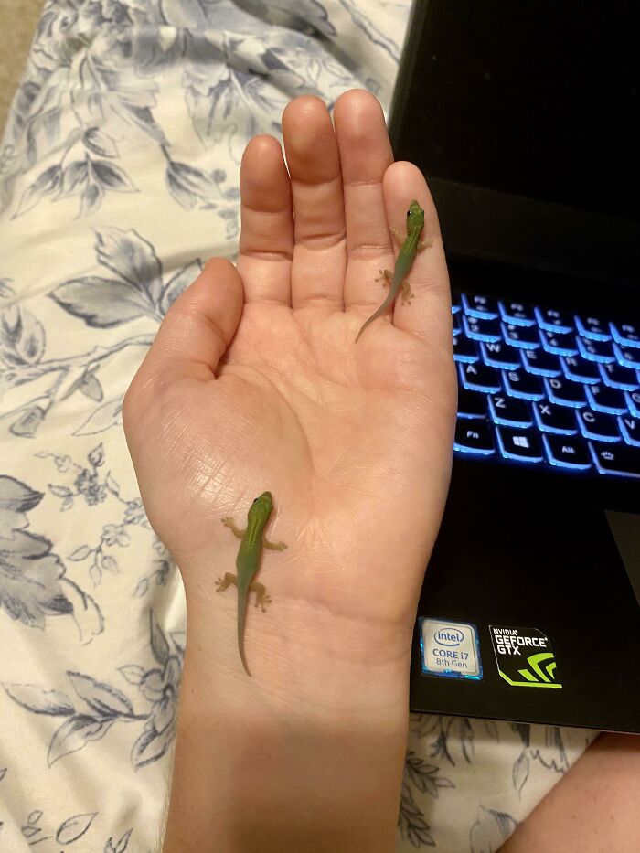 Found These Wild Tiny Units Crawling On My Wall!