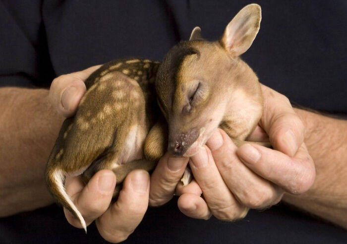 Rescued Baby Deer Is Just Six Inches Tall And, At 500 Grams, Weighed Little More Than A Bag Of Sugar