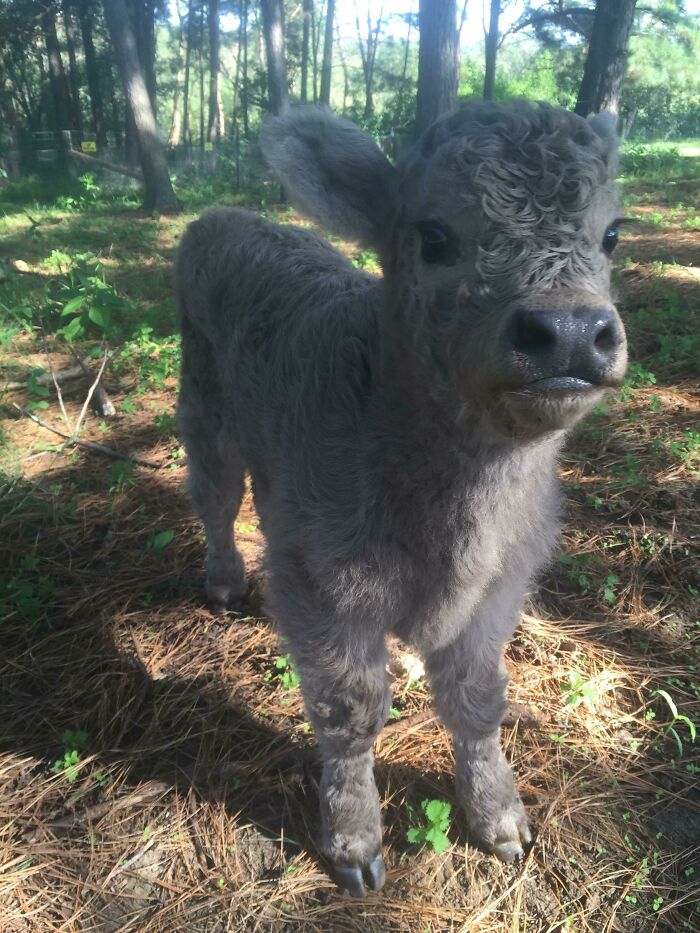 Galloway Calves Are The Cutest Of Them All